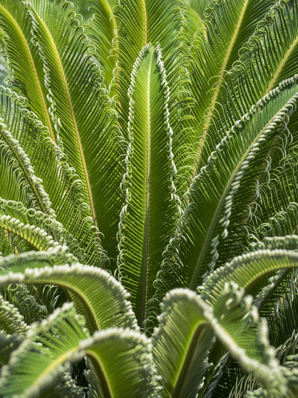 CICA REVOLUTA - PLANTA FOLHA VERDE