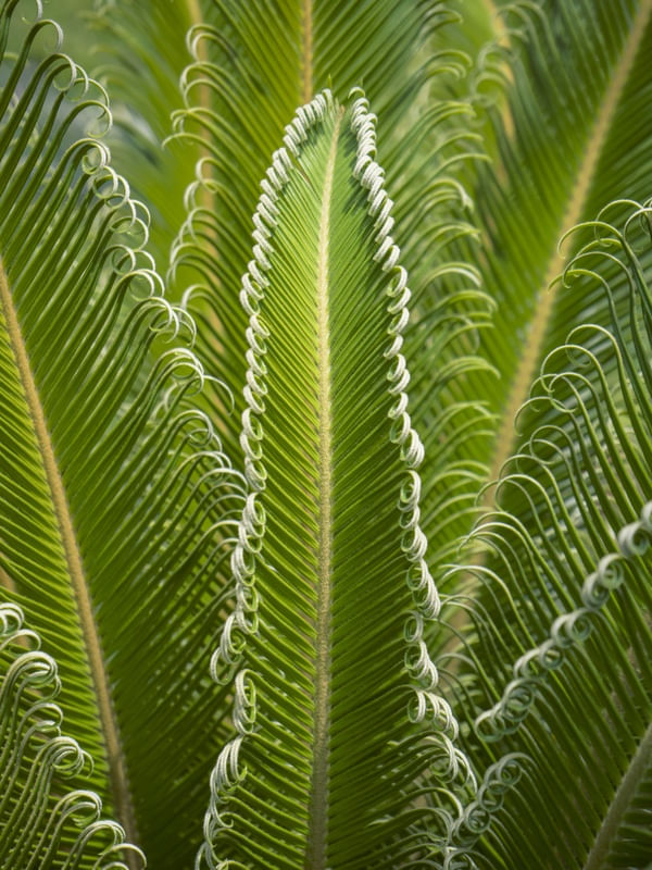 CICA REVOLUTA II - PLANTA FOLHA VERDE