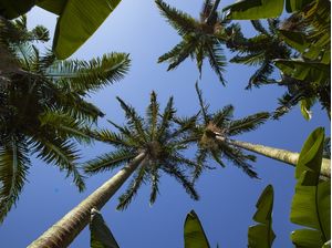 TROPICAL 0736