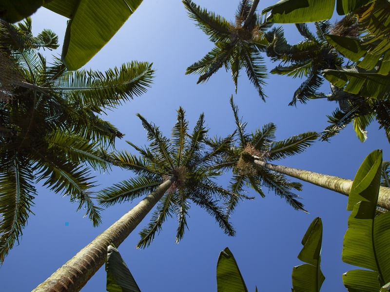 TROPICAL 0736