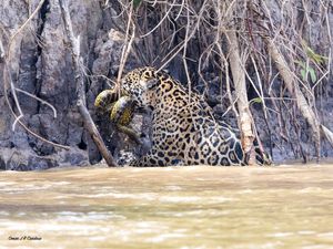 ONÇA NO PARQUE DO ENCONTRO DAS ÁGUAS MT PREDANDO SUCURI