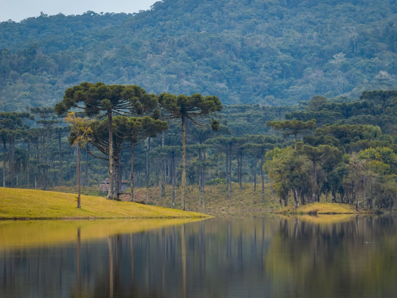 ARAUCÁRIAS DA REPRESA DE PINHAL