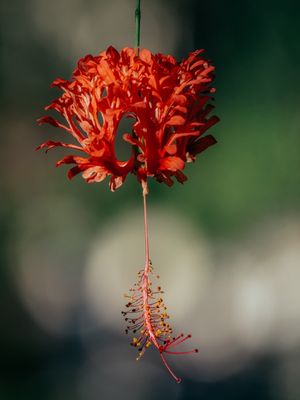 HIBISCOS FLOTATUS