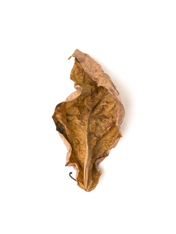 FLORA SECA III - LUCIO CONSUL
