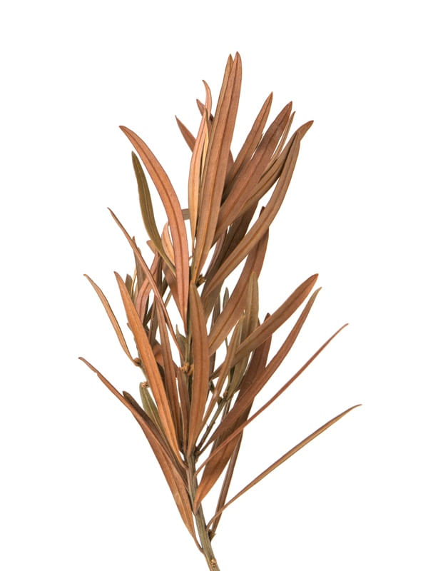 FLORA SECA IV - LUCIO CONSUL