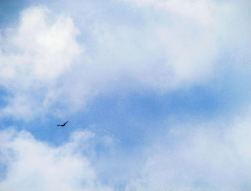 UM SIMPLES CÉU COM UMA AVE SOLITÁRIA