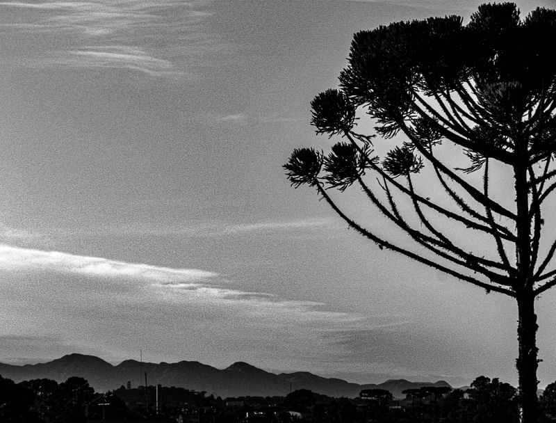 O PARANÁ E SUA NATUREZA 2