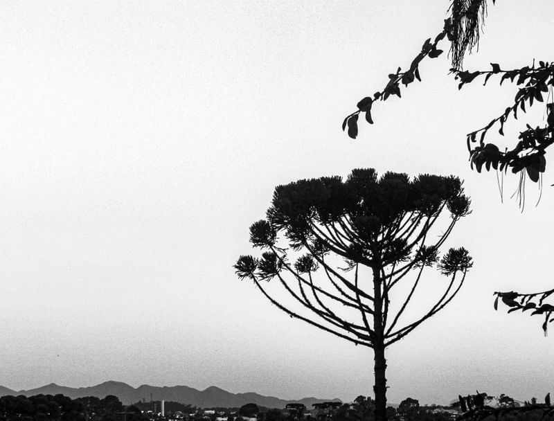 O PARANÁ E SUA NATUREZA 3