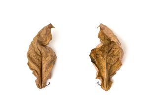 FLORA SECA VIII - LUCIO CONSUL
