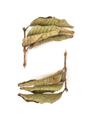 FLORA SECA XIV - LUCIO CONSUL