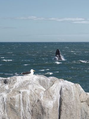 BALEIA E GAIVOTA