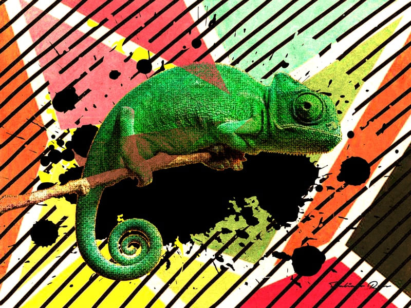 EXQUISITUS CHAMAELEONTIS
