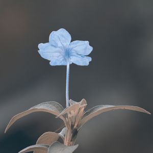 FLOR ABSTRATA1