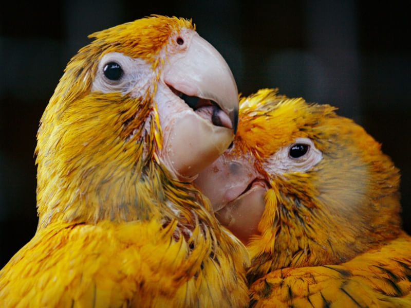 CASAL DE ARARAJUBA