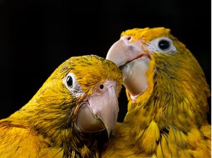 CASAL DE ARARJUBA AMARELA