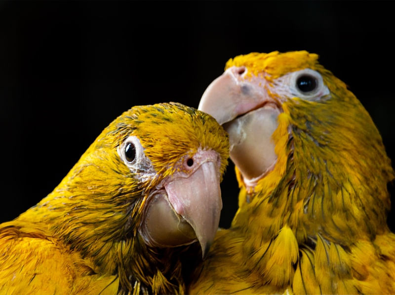 CASAL DE ARARJUBA AMARELA