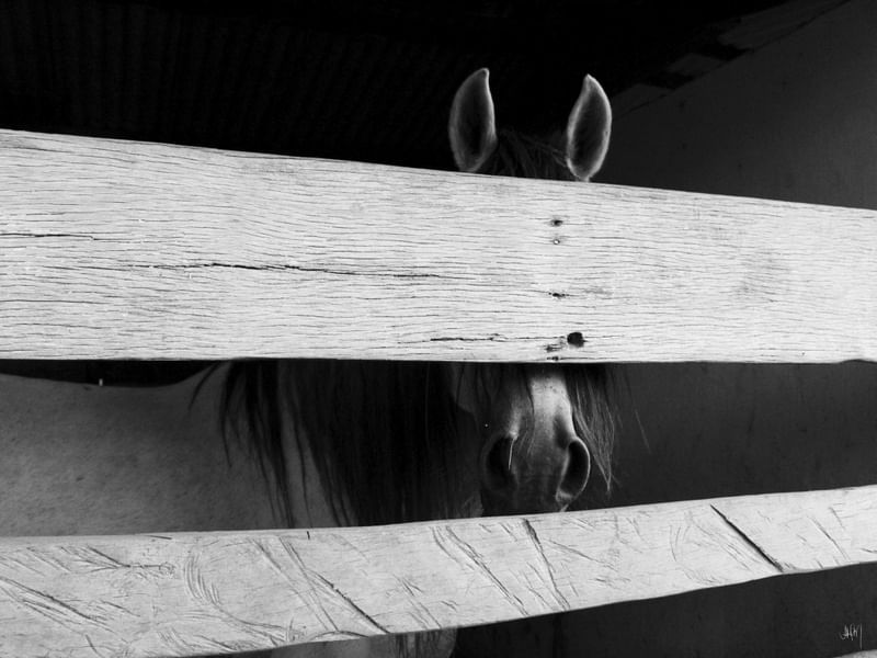 O CAVALO 01