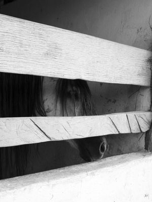 O CAVALO 02