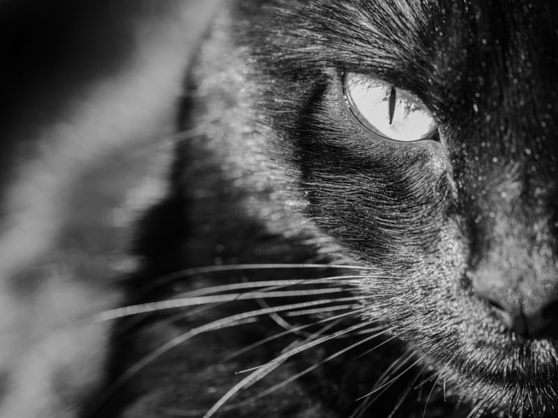 GATA NEGRA