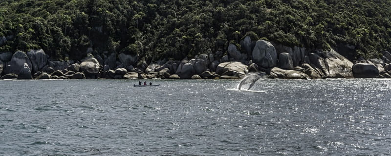 JUBARTE EM BOMBINHAS NA PRAIA DA TAINHA 2021