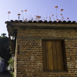 FLORES NO TELHADO