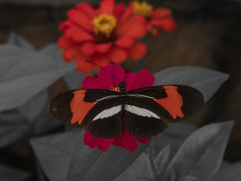 BORBOLETA PAISAGEM BARBALHA