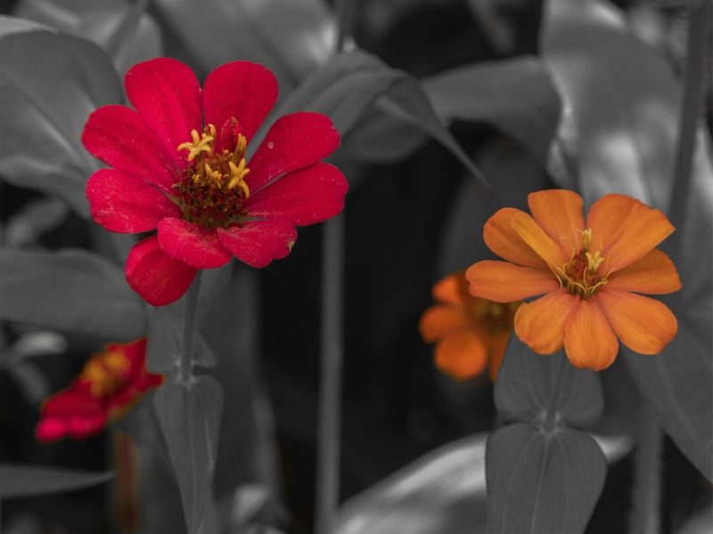 FLORES BARBALHA CE