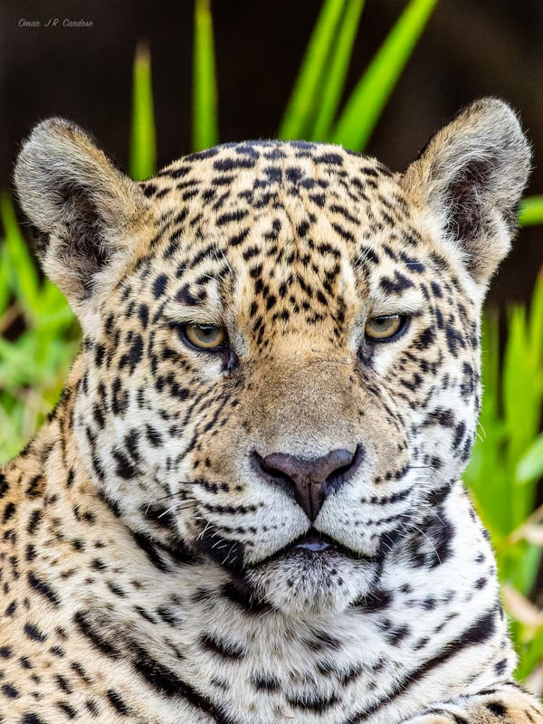 ONÇA ENCARANDO O FOTÓGRAFO NO CORIXO NEGRO PARQUE DO ENCONTRO DAS ÁGUAS MT