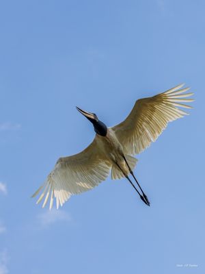 TUIUIÚ SOBREVOANDO O RIO PIQUIRI NO PARQUE DO ENCONTRO DAS ÁGUAS MT