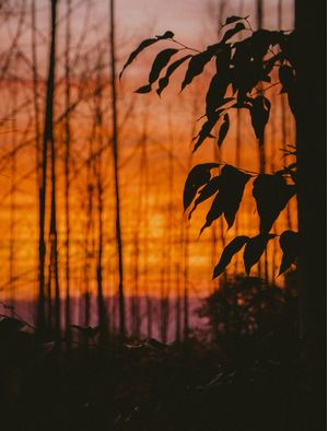 NATUREZA SEM JULGAMENTOS