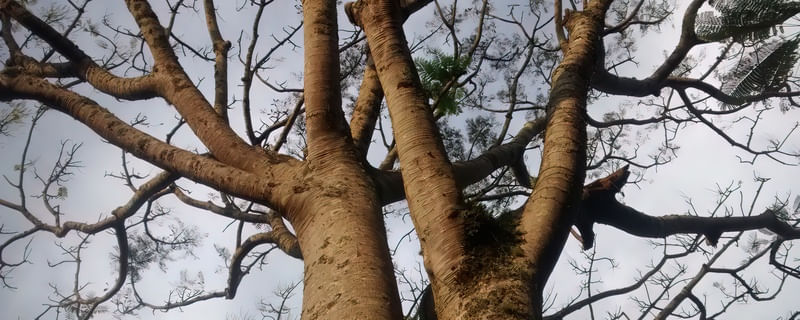 GALHOS E TRONCOS