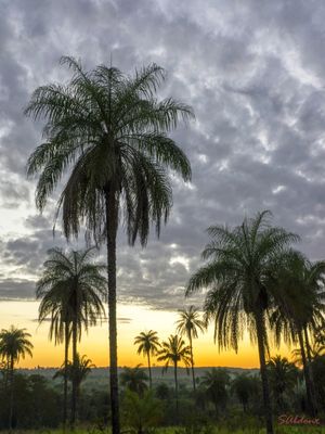 COQUEIROS NO ENTARDECER