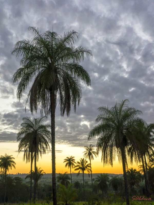 COQUEIROS NO ENTARDECER
