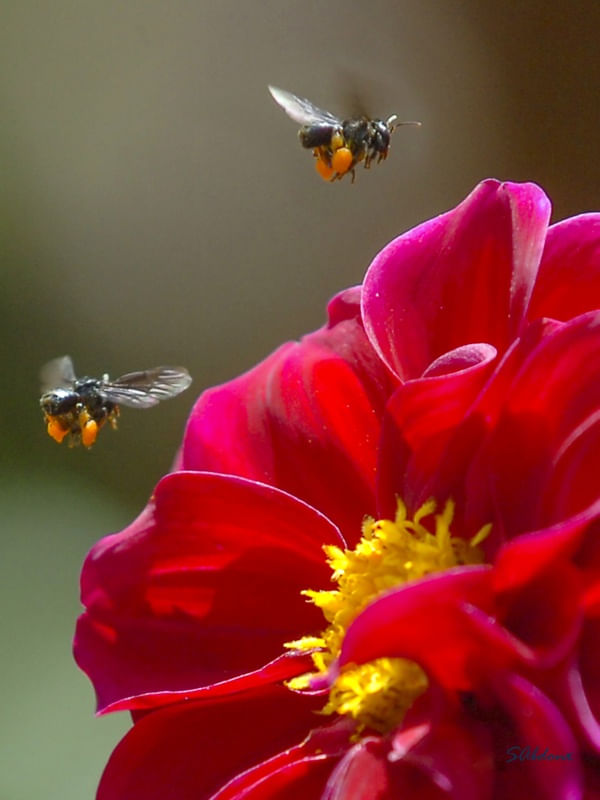 ABELHAS NA FLOR