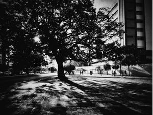 NO CAMINHO TINHA UMA ARVORE