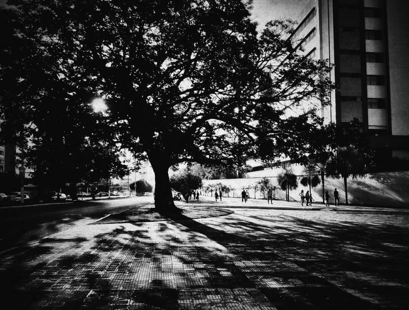 NO CAMINHO TINHA UMA ARVORE