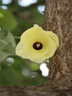 BELA AMARELA