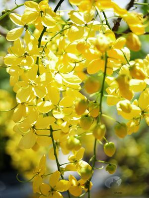 FLOR DOURO
