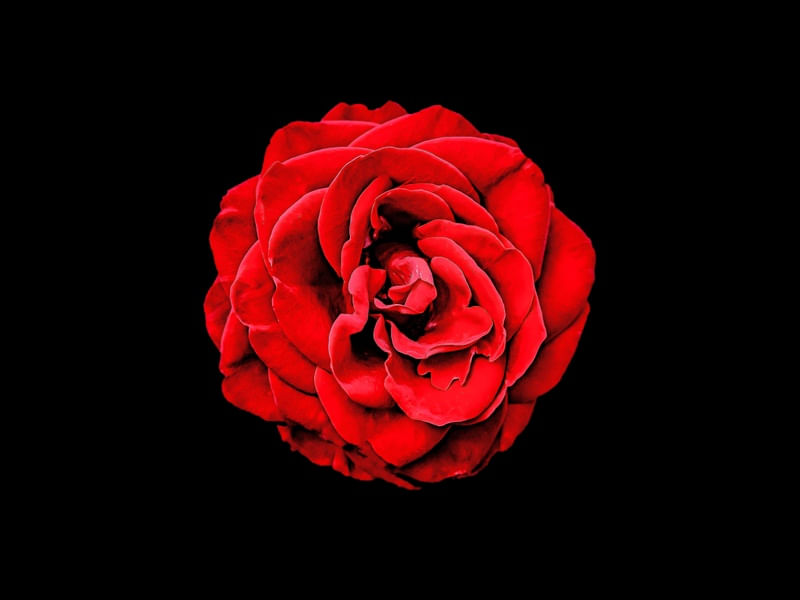 FLORES 22UA