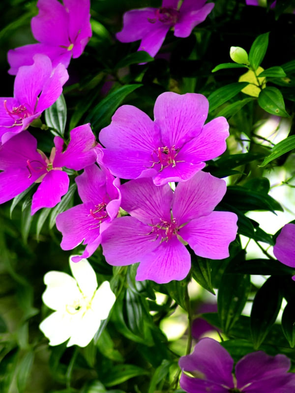 FLORES 3UA
