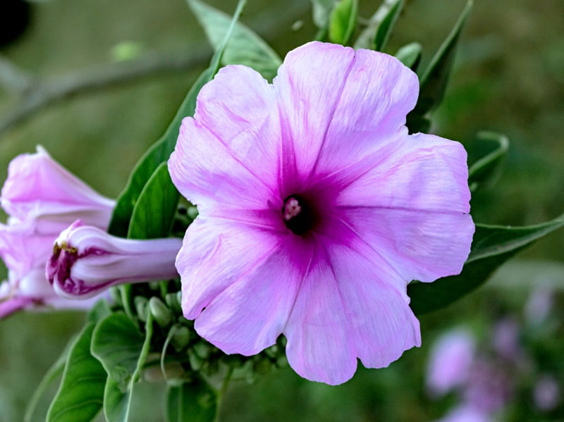 FLORES 7UA