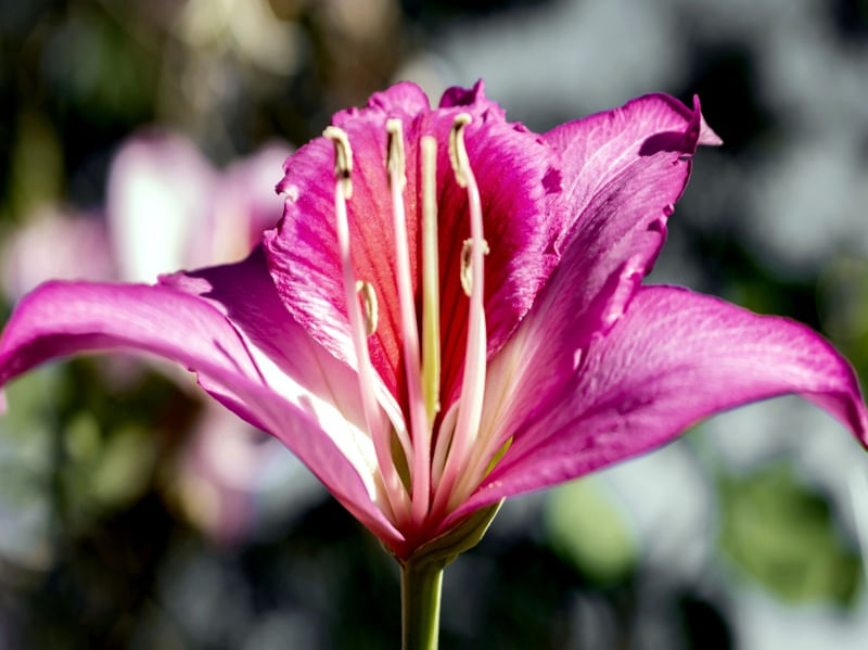 FLORES 10UA