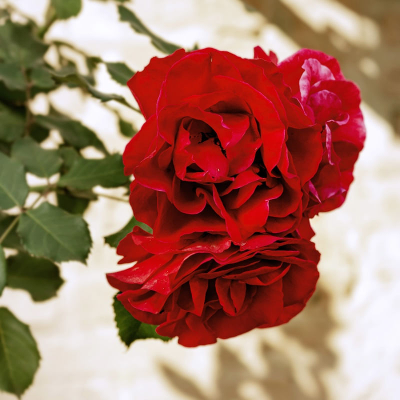 FLOR 24UA