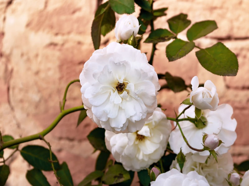 FLORES 25UA