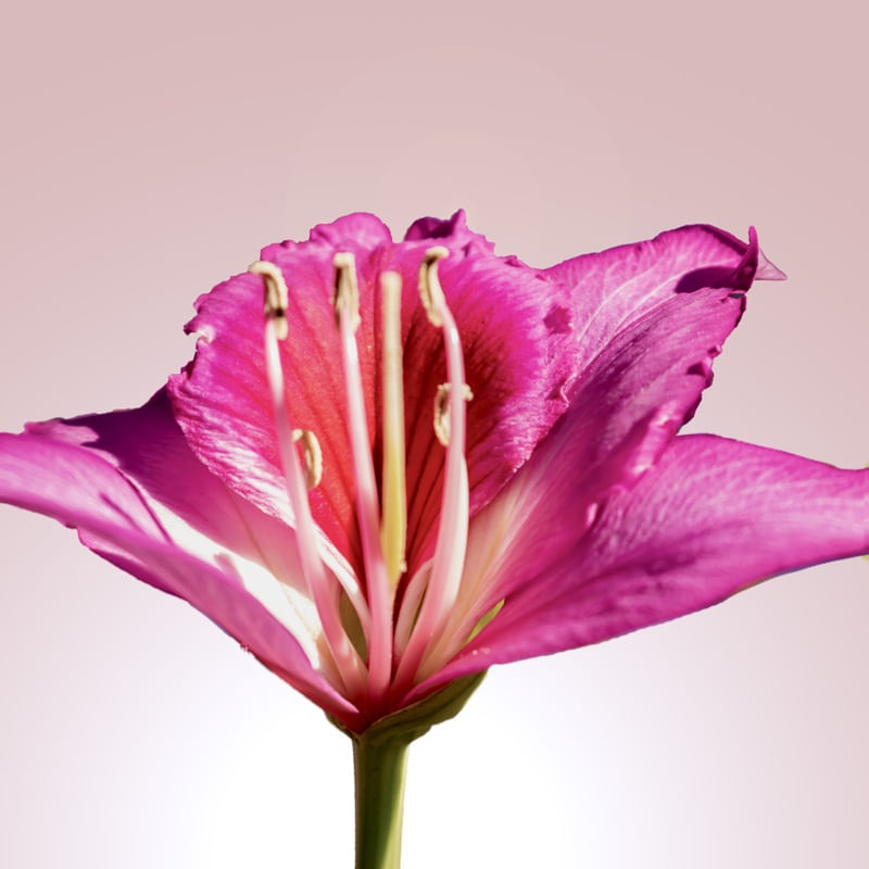 FLOR 45UA