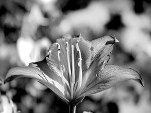 FLOR 54UA