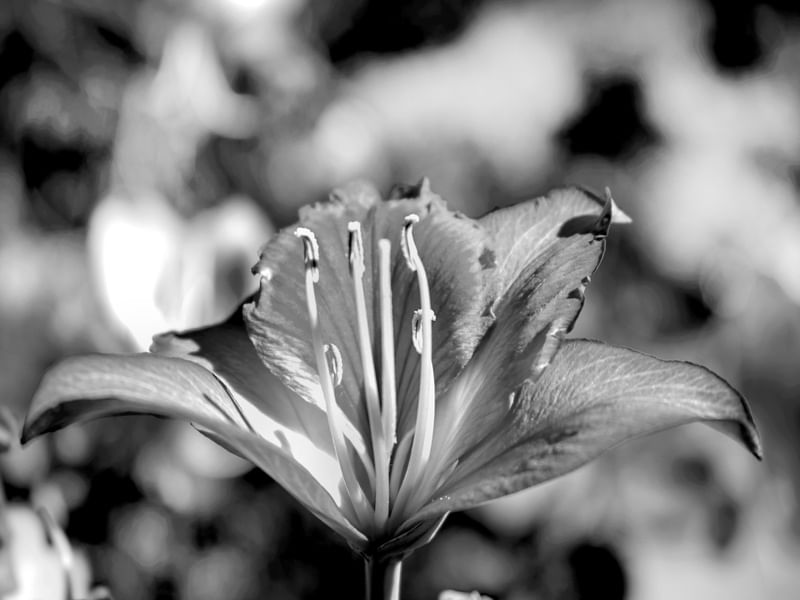FLOR 54UA