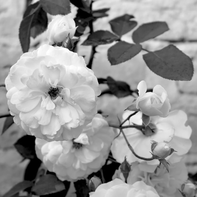 FLOR 56UA