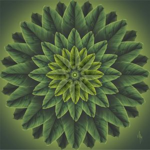 MNDLA 563