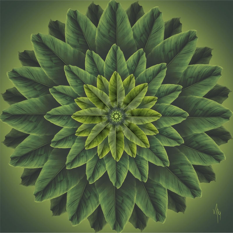 MNDLA 563